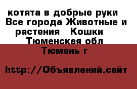 котята в добрые руки - Все города Животные и растения » Кошки   . Тюменская обл.,Тюмень г.